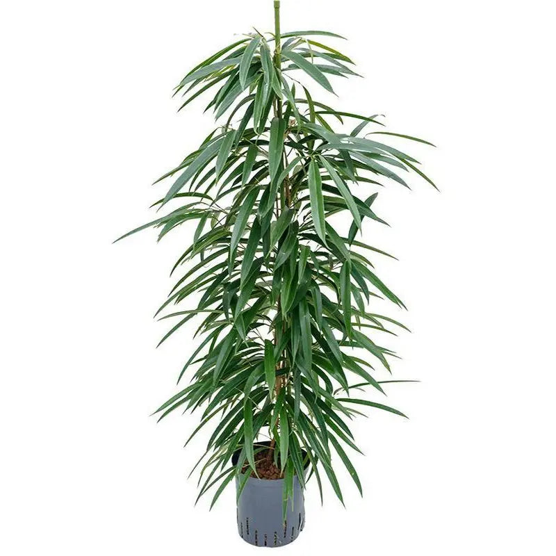 Ficus binnendijkii ‘Alii’ Standort – hell bis halbschattig mit indirektem Licht

