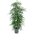 Ficus binnendijkii ‘Alii’ Standort – hell bis halbschattig mit indirektem Licht

