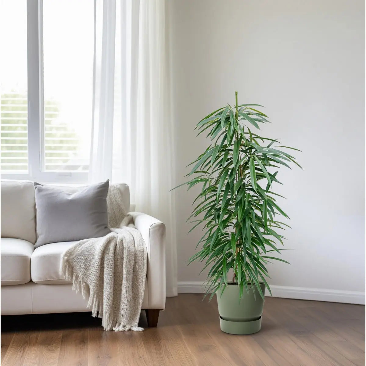 Ficus Alii als Design-Akzent – eleganter grüner Blickfang für Wohnzimmer oder Büro