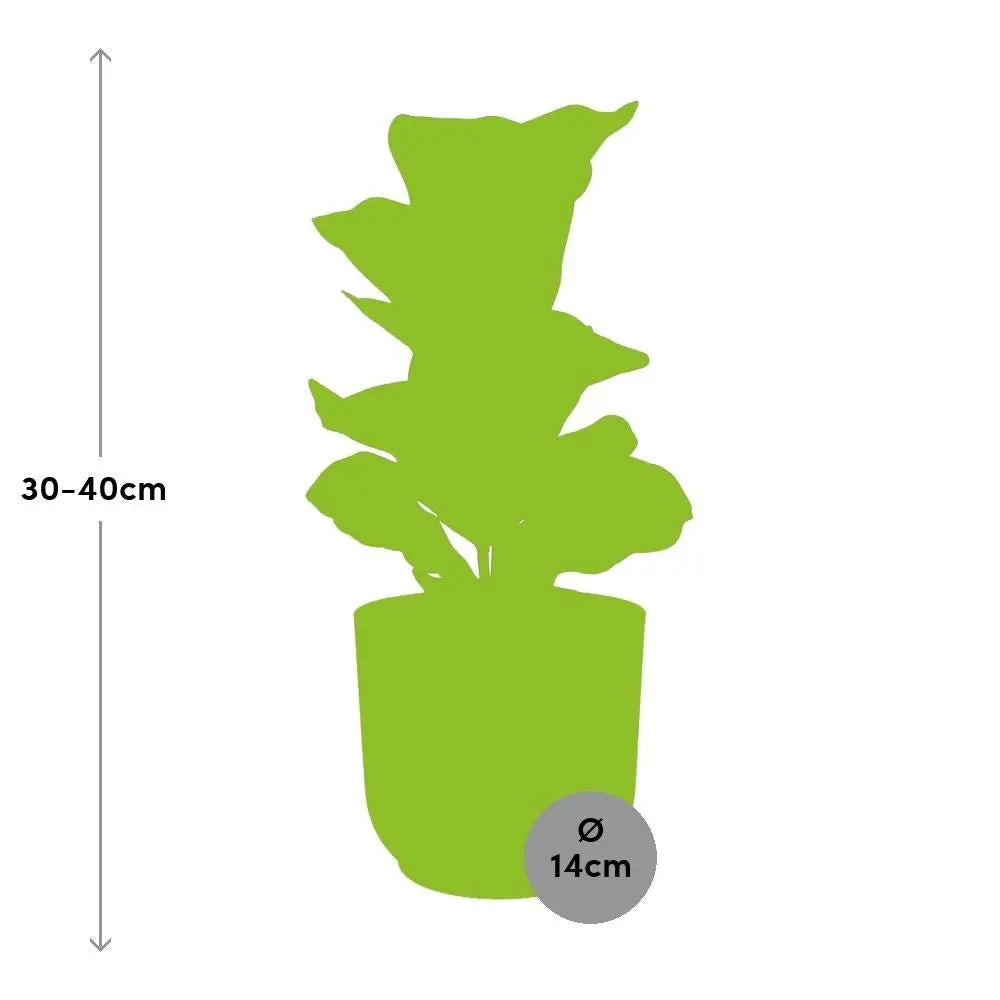 Birkenfeige (Ficus benjamina) im Ziertopf, Ø 12 cm, Höhe ca. 40 cm – Gesamtansicht