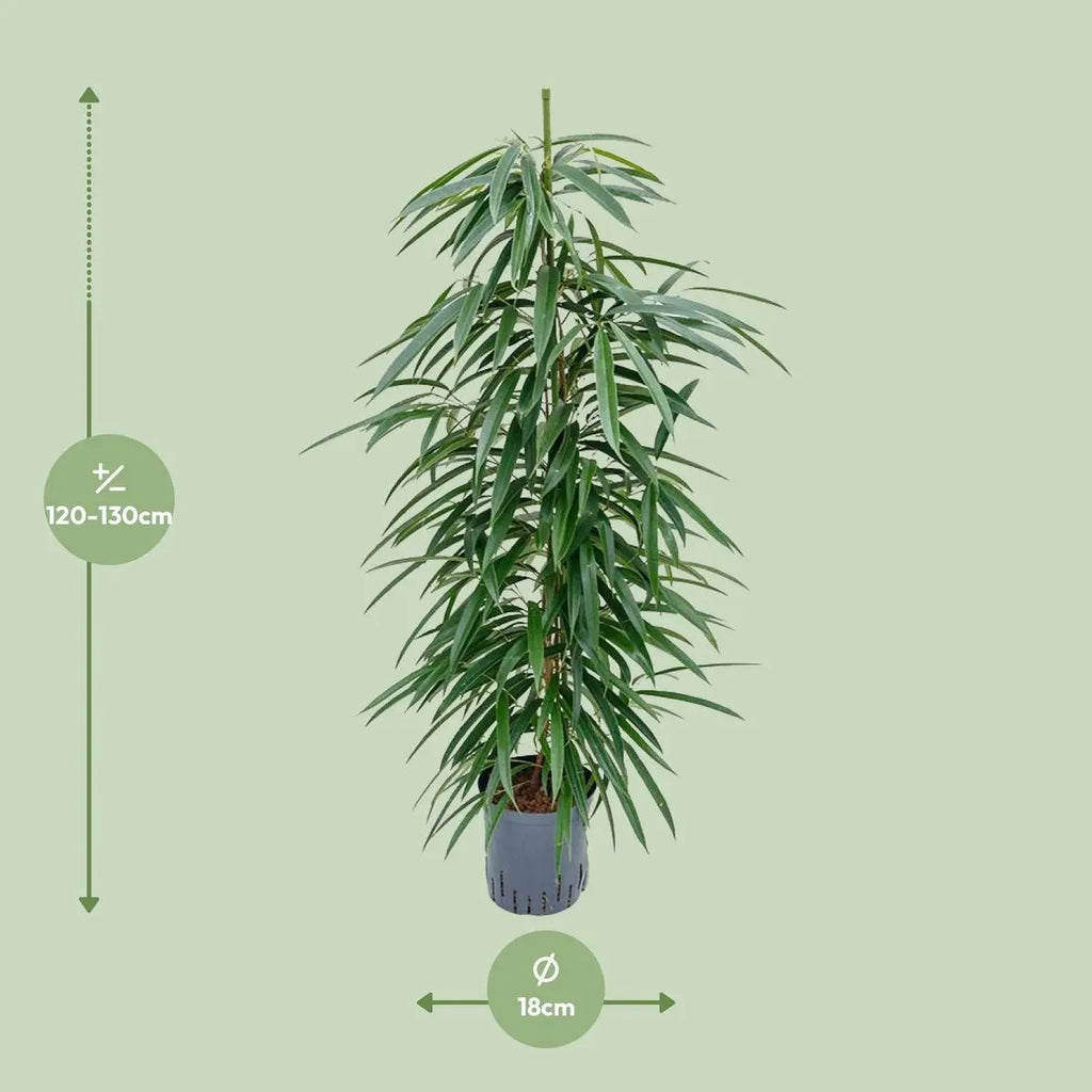 Ficus binnendijkii ‘Alii’ Ø18 cm ca. 110 cm – schlanke Zimmerpflanze Gesamtansicht