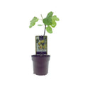 Ficus carica ‘Panachée’ (Tigerfeige) in Ø15 cm Topf, ca. 40 cm hoch