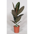 Ficus elastica ‘Abidjan’ (Gummibaum) – glänzende dunkelgrüne Blätter, Gesamtansicht