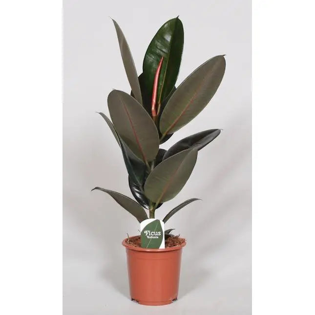 Ficus elastica ‘Abidjan’ (Gummibaum) – glänzende dunkelgrüne Blätter, Gesamtansicht