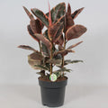 Ficus elastica ‘Belize’ Ø27 cm ca. 80 cm – panaschierter Gummibaum Gesamtansicht