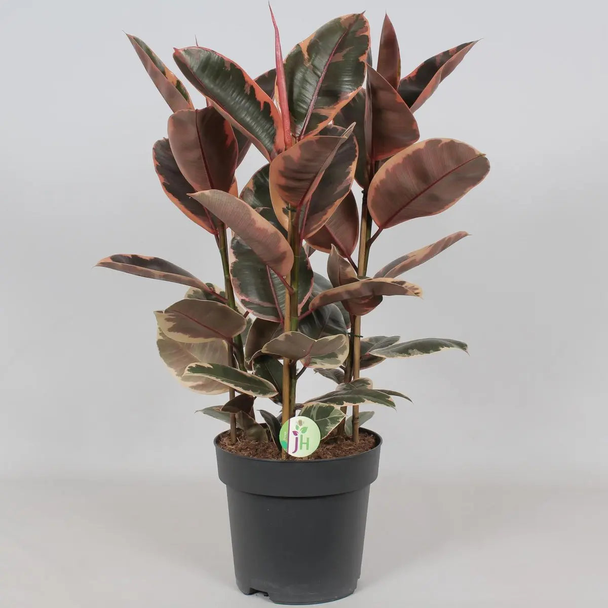 Ficus elastica ‘Belize’ Ø27 cm ca. 80 cm – panaschierter Gummibaum Gesamtansicht