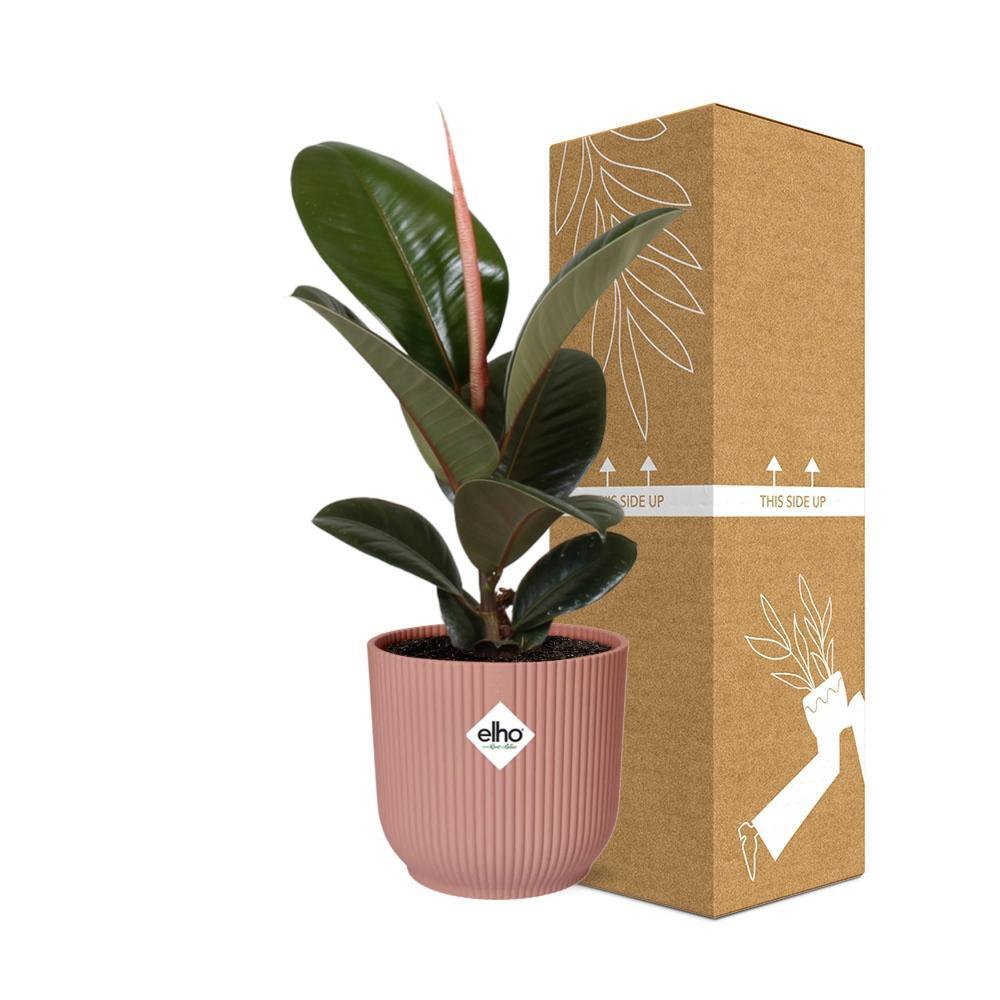 Ficus elastica Robusta im Elho Vibes Fold rosé neben bruch- und transportsicherer Versandverpackung