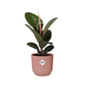 ficus-elastica-robusta-elho-vibes-fold-rose-14cm-freigestellt