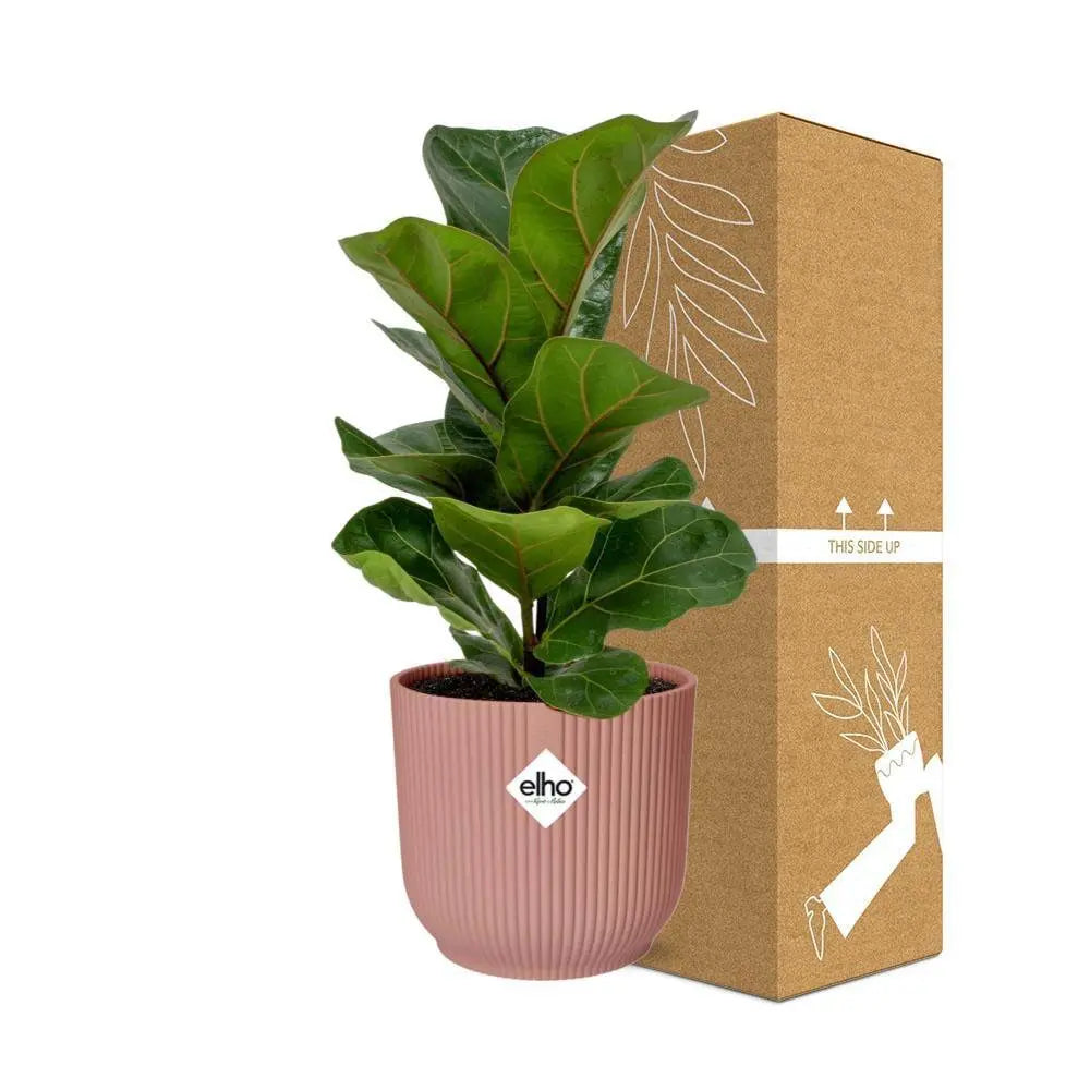 ficus-lyrata-bambambino-elho-rose-14cm-sichere-versandverpackung.