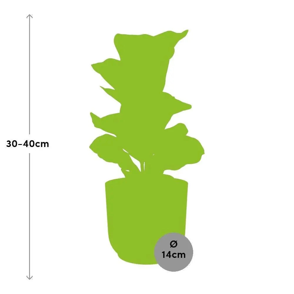 Ficus lyrata Bambino im Elho Vibes Fold rosé – Größenvergleich bei Lieferung