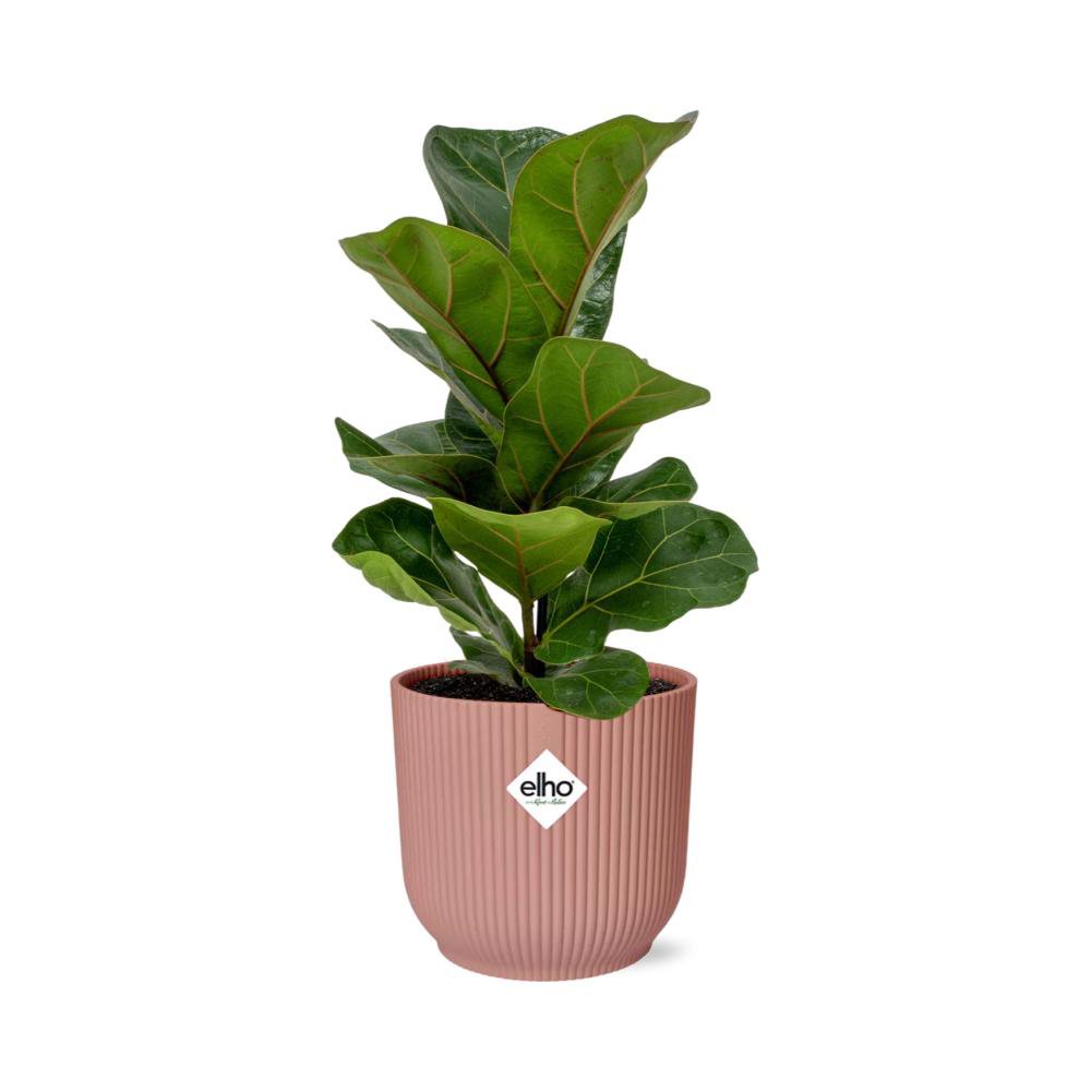 Ficus lyrata Bambino im Elho Vibes Fold Übertopf rosé Ø14 cm freigestellt auf weißem Hintergrund