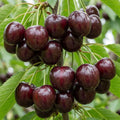 Große schwarze Knorpelkirsche dunkelroter Kirschbaum 2-jährig kleinbleibend - Pille Gartenwelt