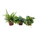 gruene-mischung-chlorophytum-hedera-pilea-3-stueck-13cm-35cm-freigestellt