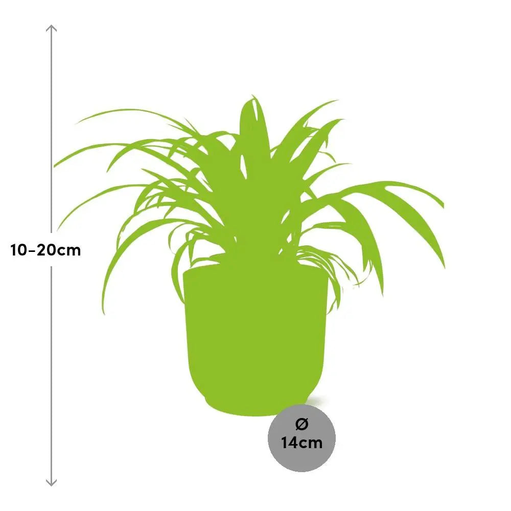 Ø Topf: 12 cm | Höhe inkl. Topf: 20–30 cm