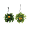 Hängepflanzen-Duo im 2er Set, Ø15 cm, bis ca. 25 cm – Gesamtansicht