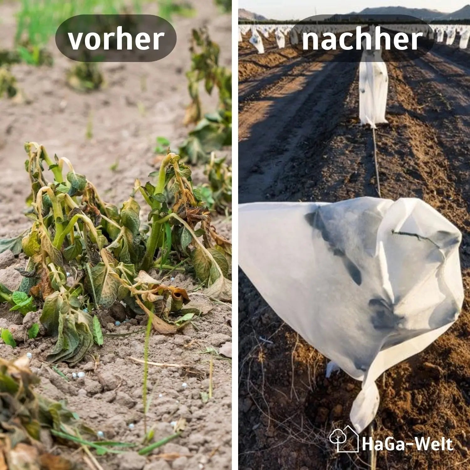 Frostschutzhaube, 80g/m² | 155 x 150 cm – starker Winterschutz für Pflanzen