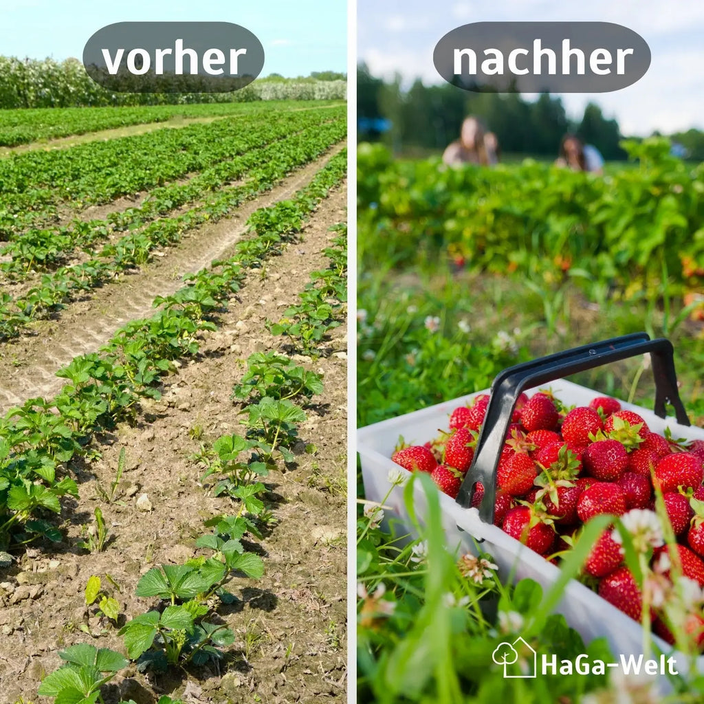 Erdbeermatte in 0,5m Br. (Meterware) 800g/m² einseitig mit Naturlatex besprüht