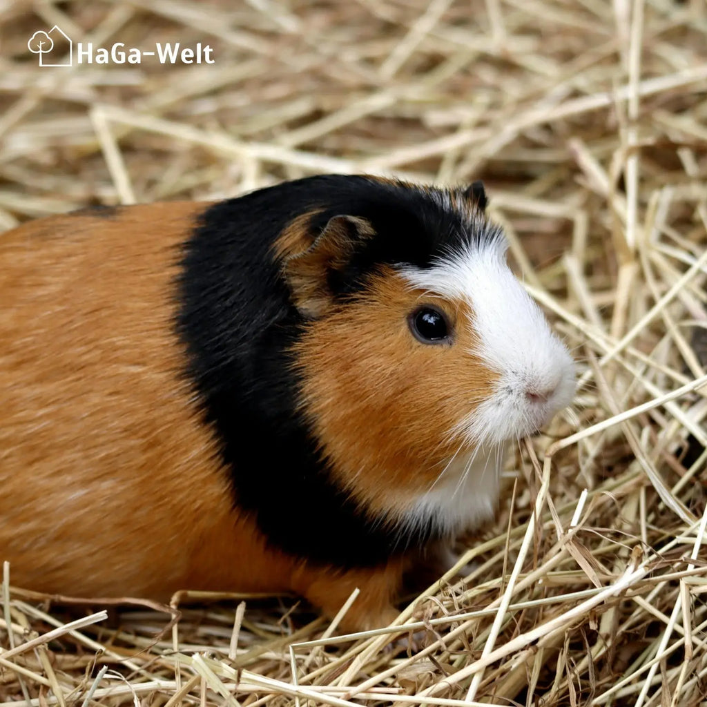 Hanfmatte 65 cm breit  - atmungsaktive Hanfmatte, perfekte Unterlage für Kleintierstreu