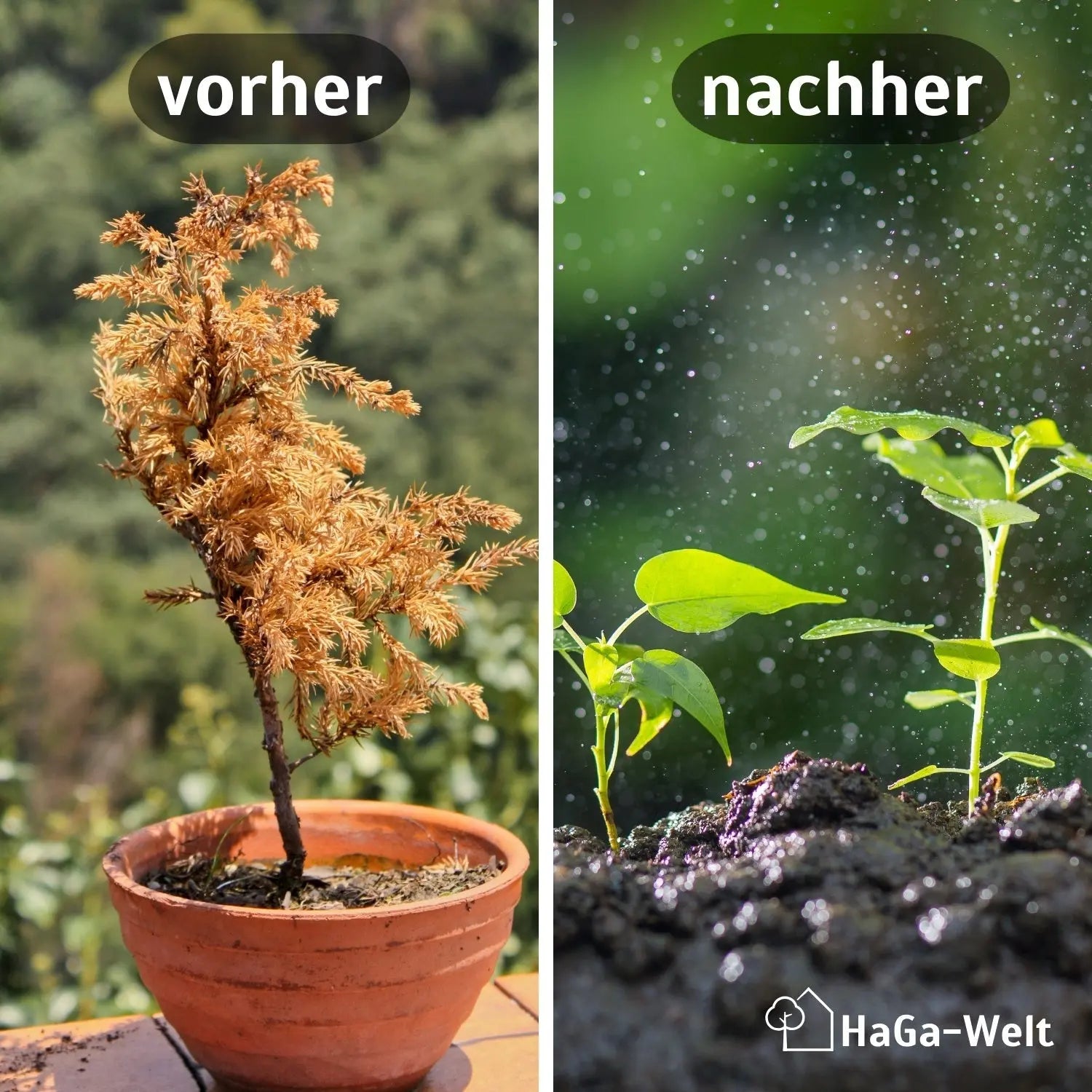 Kokoserde - gepresste Blumenerde zur Anzucht