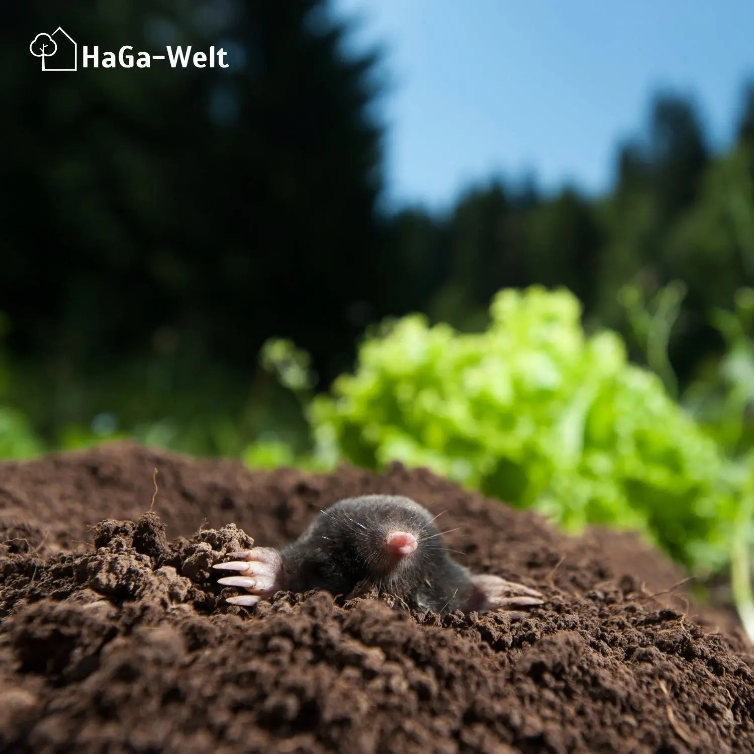 Maulwurfnetz – effektiver Schutz gegen Maulwürfe