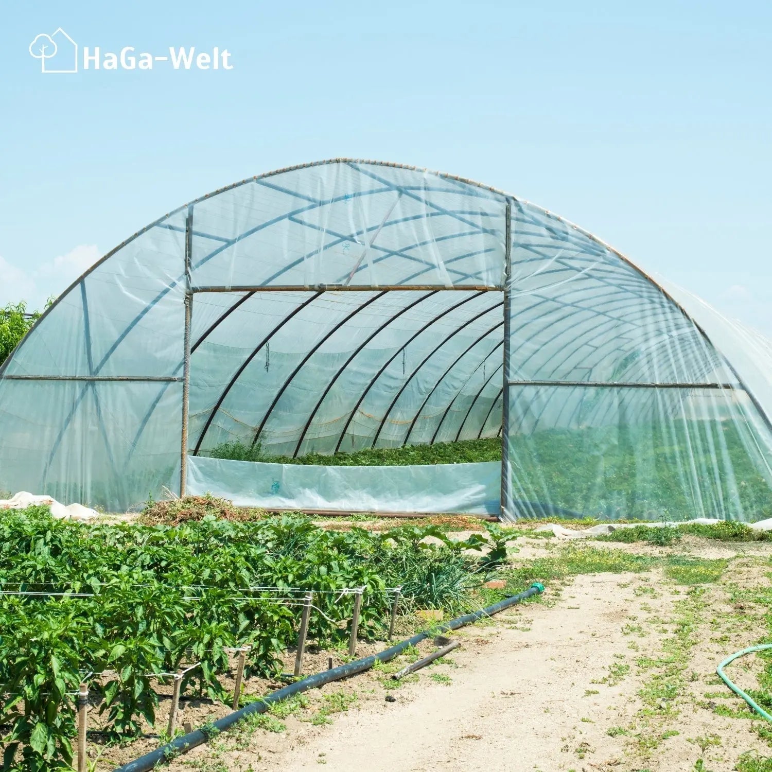 UV2 Gewächshausfolie – geeignet für Folientunnel und Gewächshäuser