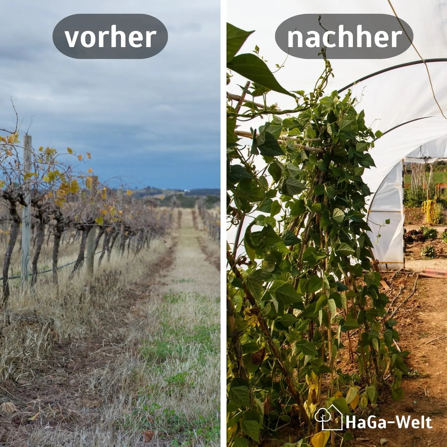UV2 Gewächshausfolie – geeignet für Folientunnel und Gewächshäuser