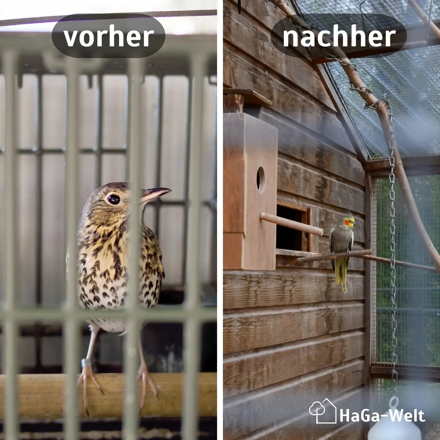 Volierendraht – Stabiler Draht für Ihre Voliere