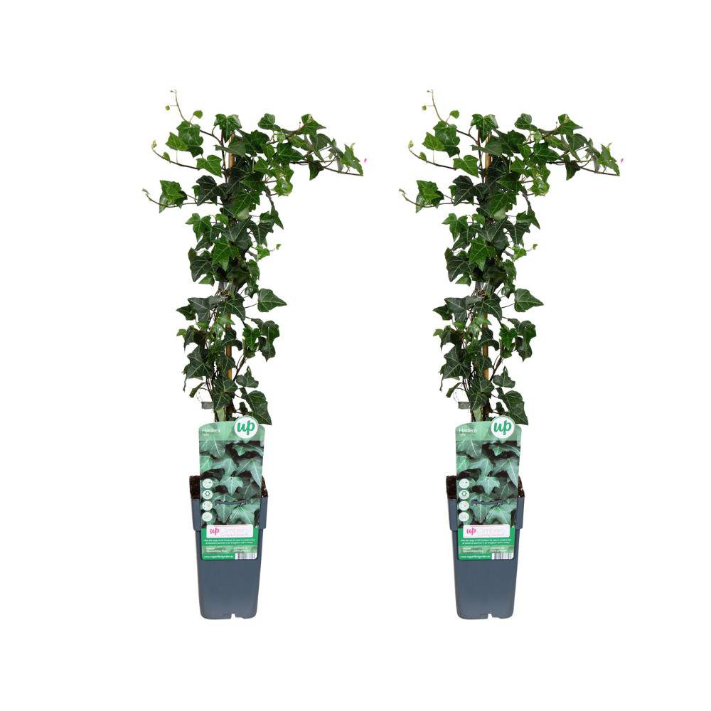 Hedera helix (Efeu) 2er-Set im Ø15 cm Topf, ca. 65 cm hoch
