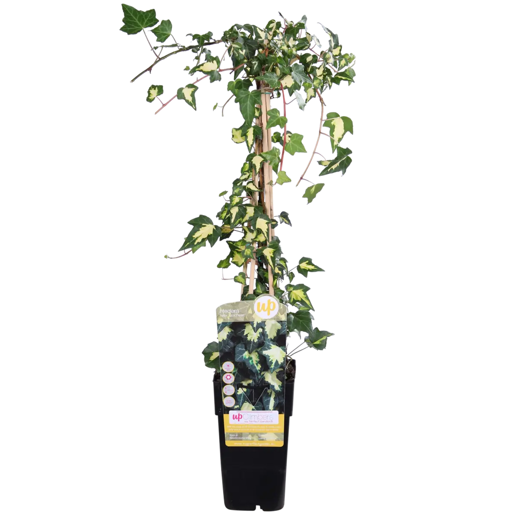 Hedera helix Efeu – wintergrüne Kletterpflanze in Gesamtansicht
