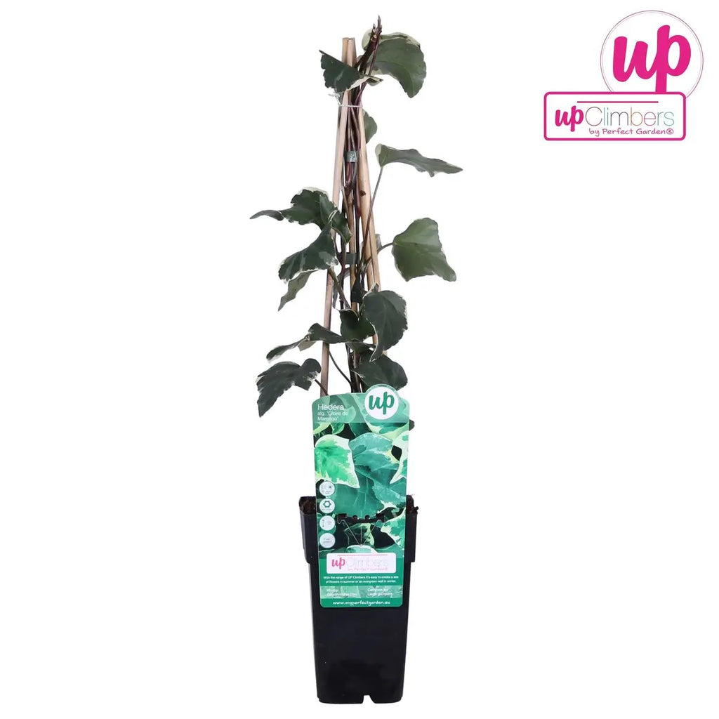 „Hedera helix Efeu wintergrüne Kletterpflanze zur Wandbegrünung“