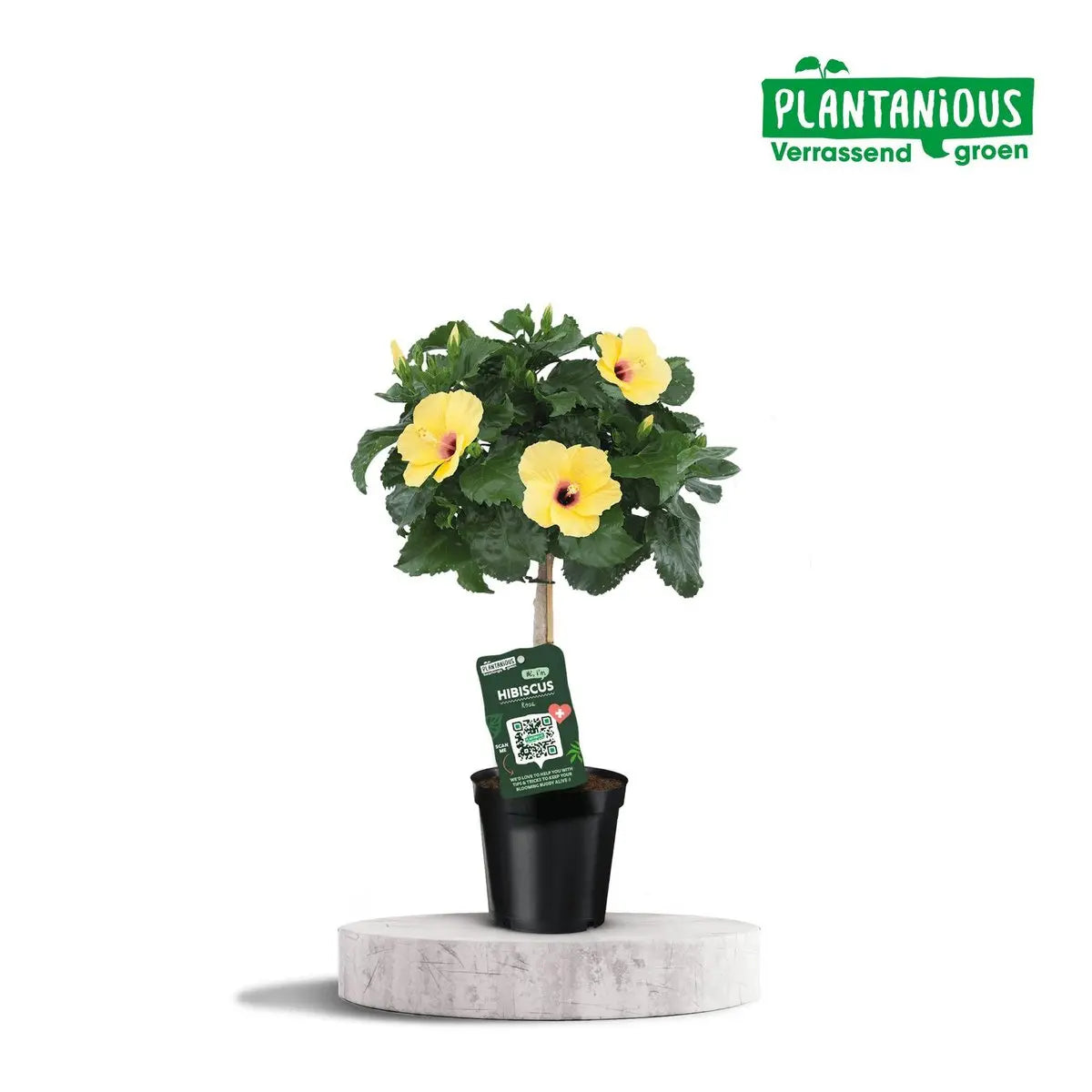 Hibiscus rosa-sinensis gelb – exotische Zimmerpflanze Gesamtansicht mit glänzendem Laub