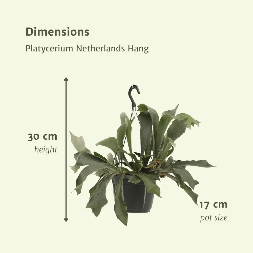 Ø: 17 cm | Höhe: 30 cm