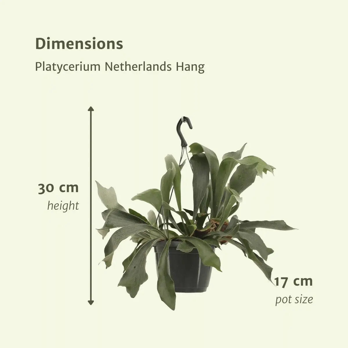 Ø: 17 cm | Höhe: 30 cm