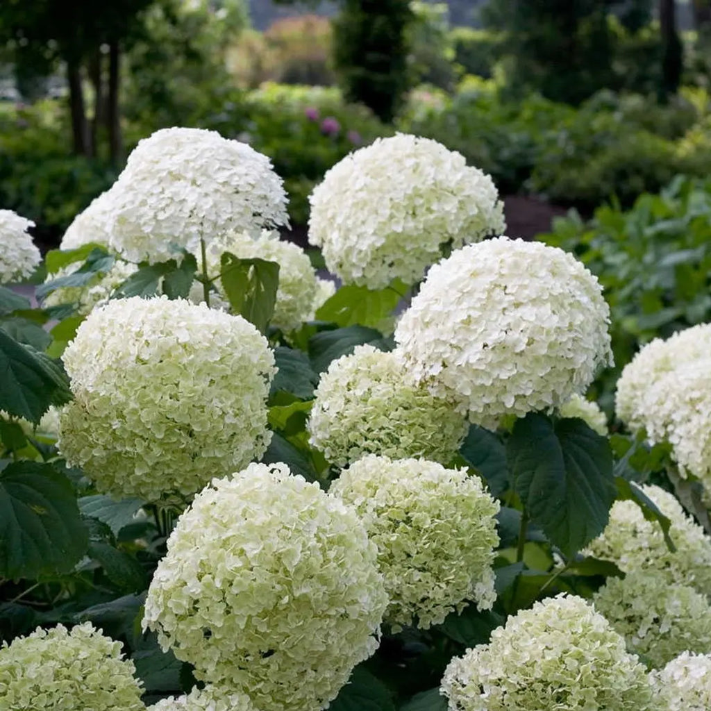 Hortensie ‘Strong Annabelle’® – große weiße Blütenbälle, standfester Wuchs