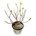 Laub und buschige Wuchsform der Hortensie Arborescens ‘Strong Annabelle’®