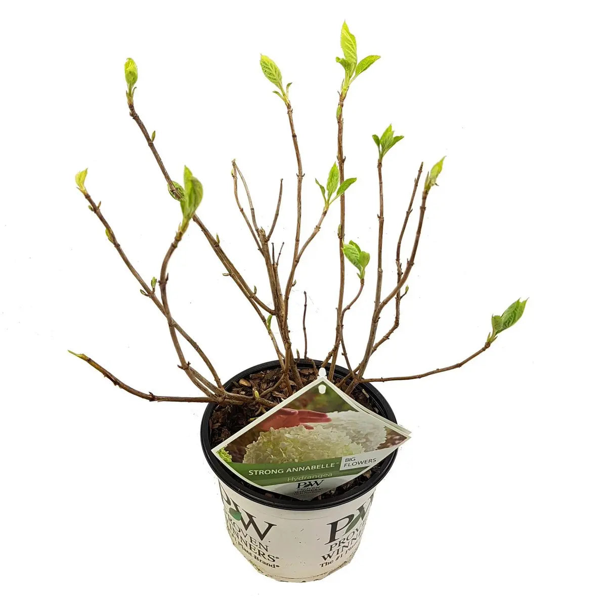 Laub und buschige Wuchsform der Hortensie Arborescens ‘Strong Annabelle’®