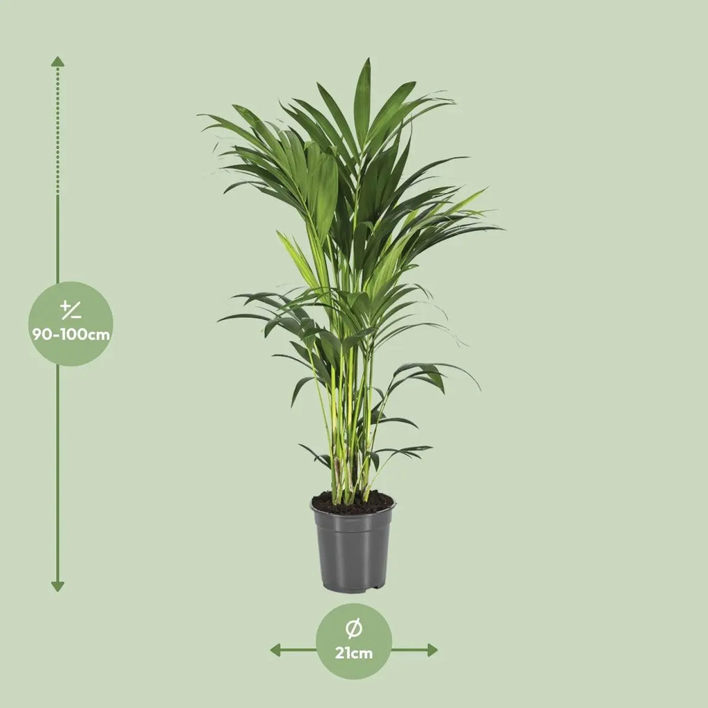 Kentia-Palme (Howea forsteriana) im Topf, Ø 21 cm, Höhe ca. 100–150 cm – Gesamtansicht