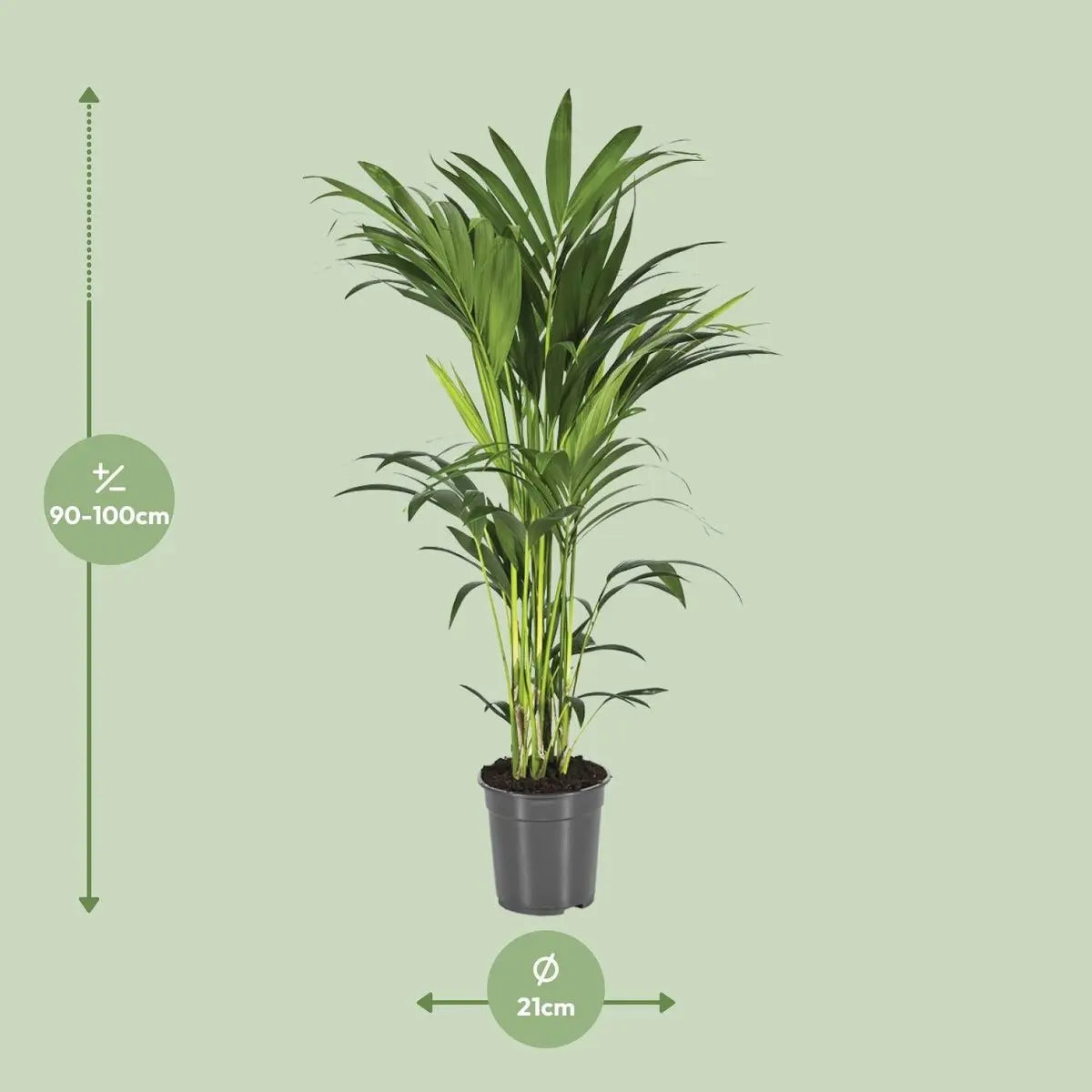 Kentia-Palme (Howea forsteriana) im Topf, Ø 21 cm, Höhe ca. 100–150 cm – Gesamtansicht