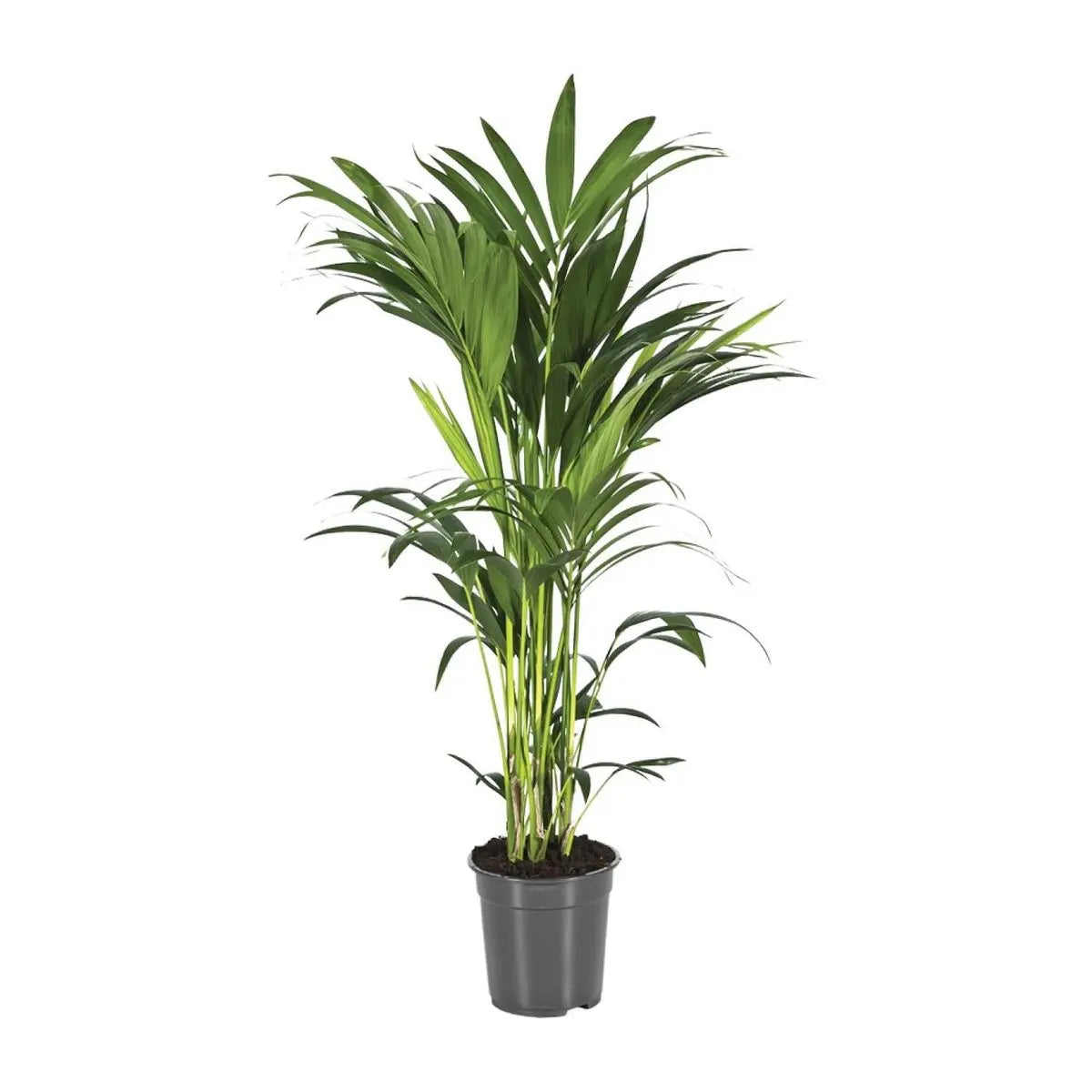 Howea forsteriana als Büropflanze – pflegeleichte Palme für Halbschatten