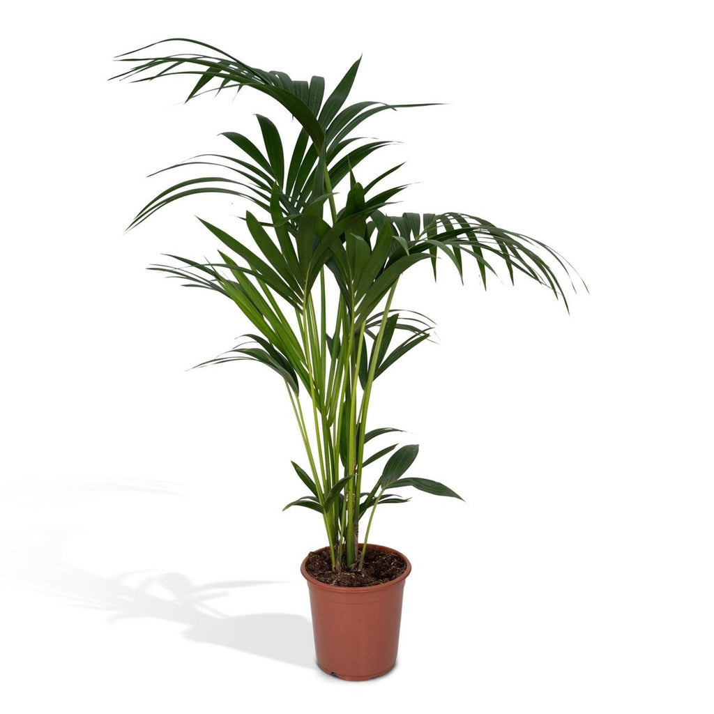 howea-kentia-palme-100cm-freigestellt-weisser-hintergrund