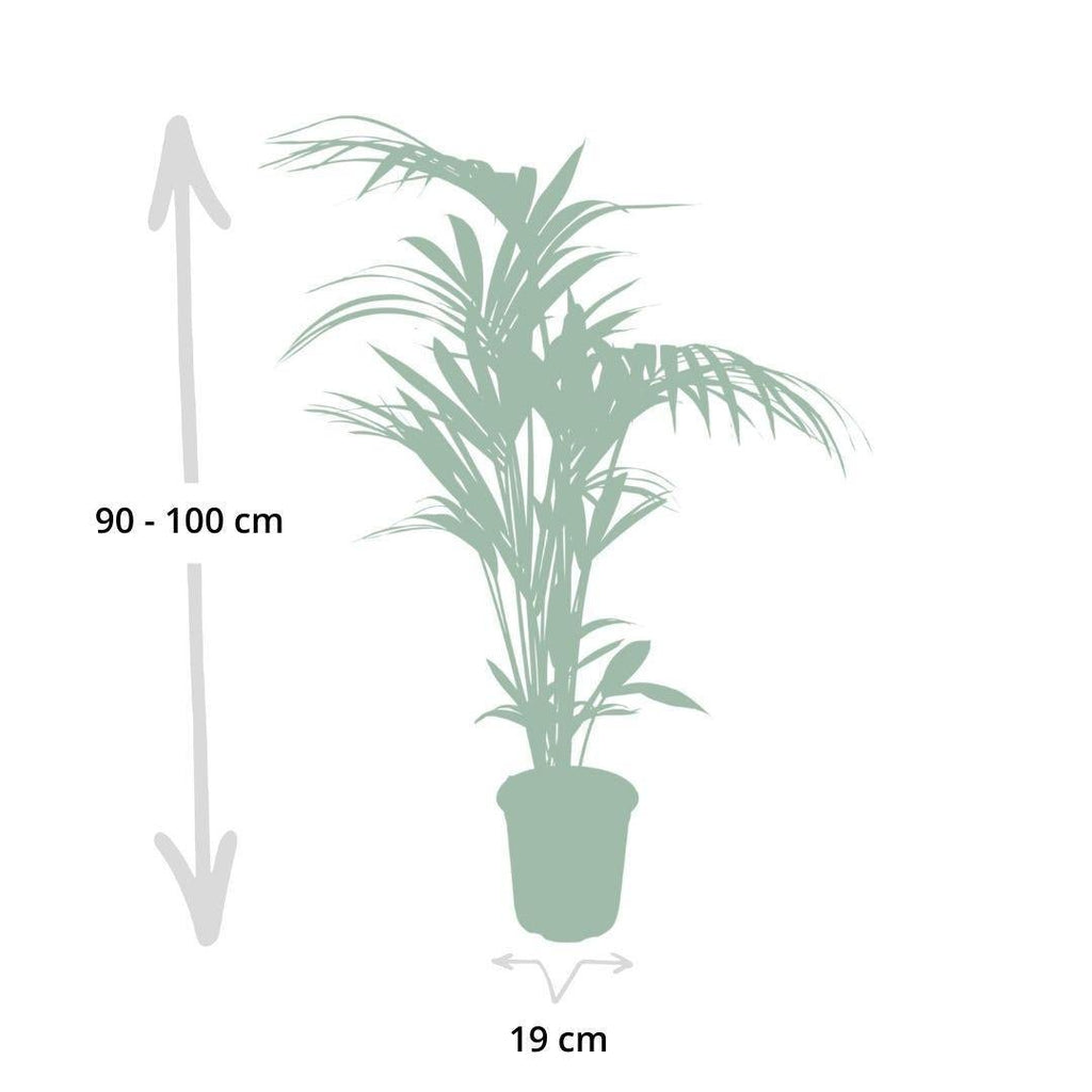 howea-kentia-palme-100cm-groessenvergleich-lieferung