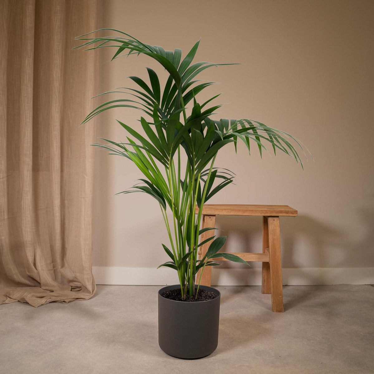 Howea Kentia-Palme ca. 100 cm im anthraziten Übertopf in Wohnzimmer dekoriert