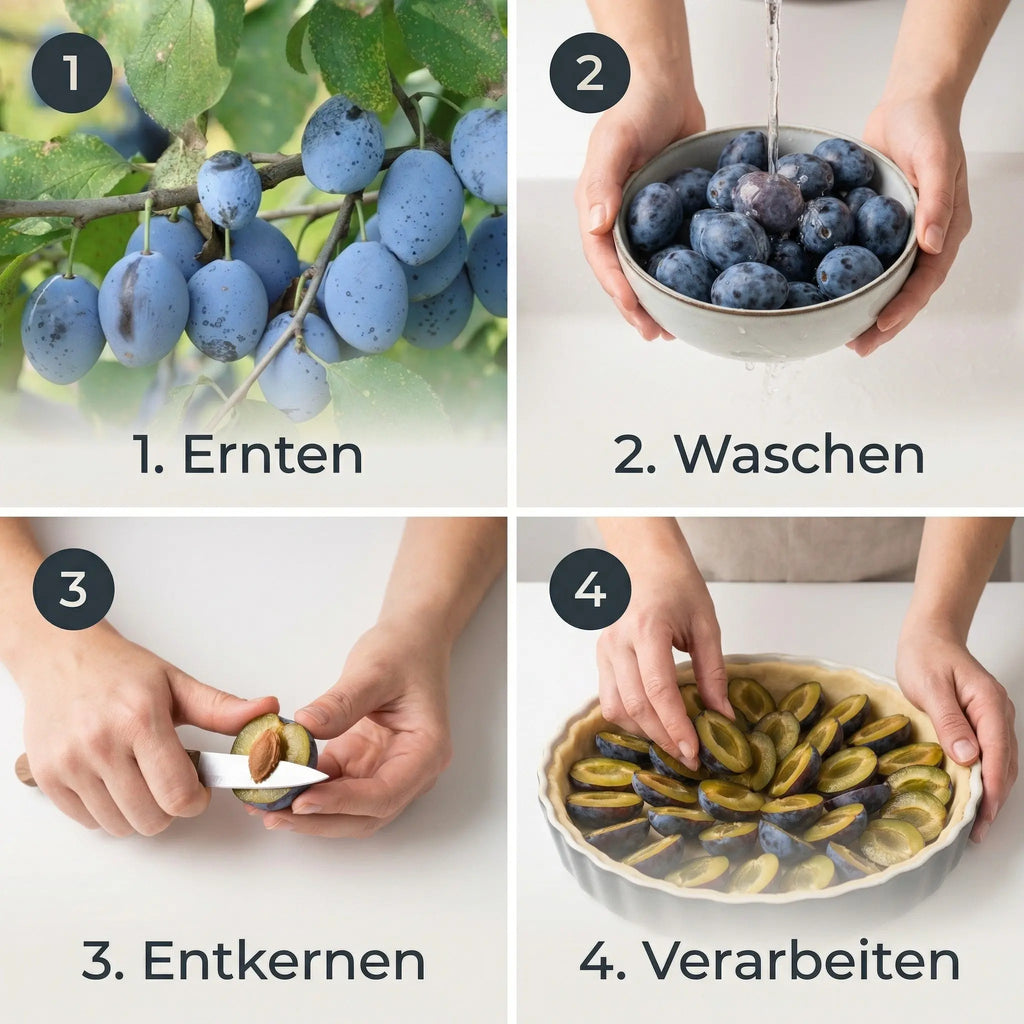 Reneklode Graf Althans – Terrassenobst oder Buschform (sehr aromatisch)