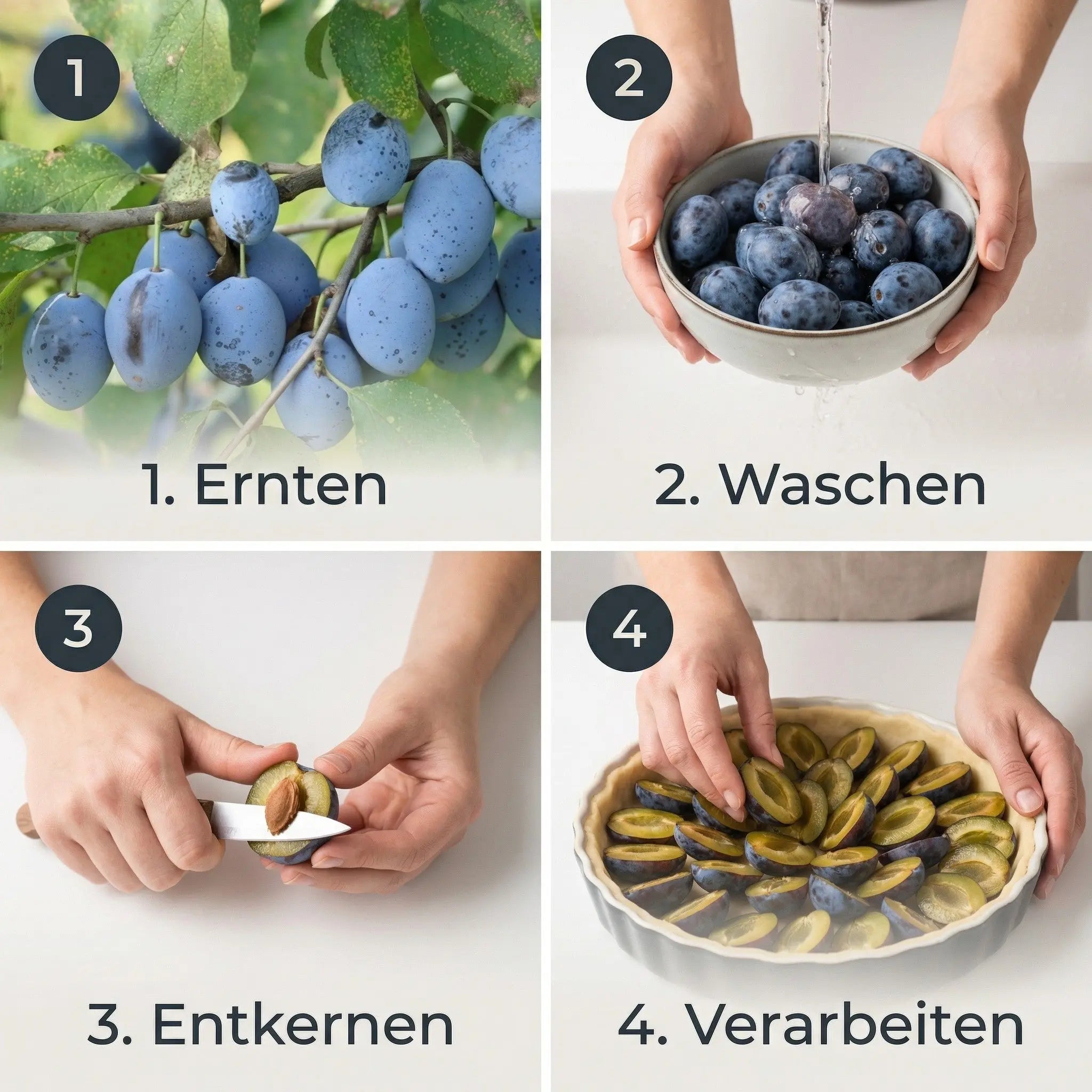 Hauszwetschge – Terrassenobst oder Buschform (robust & ertragreich)