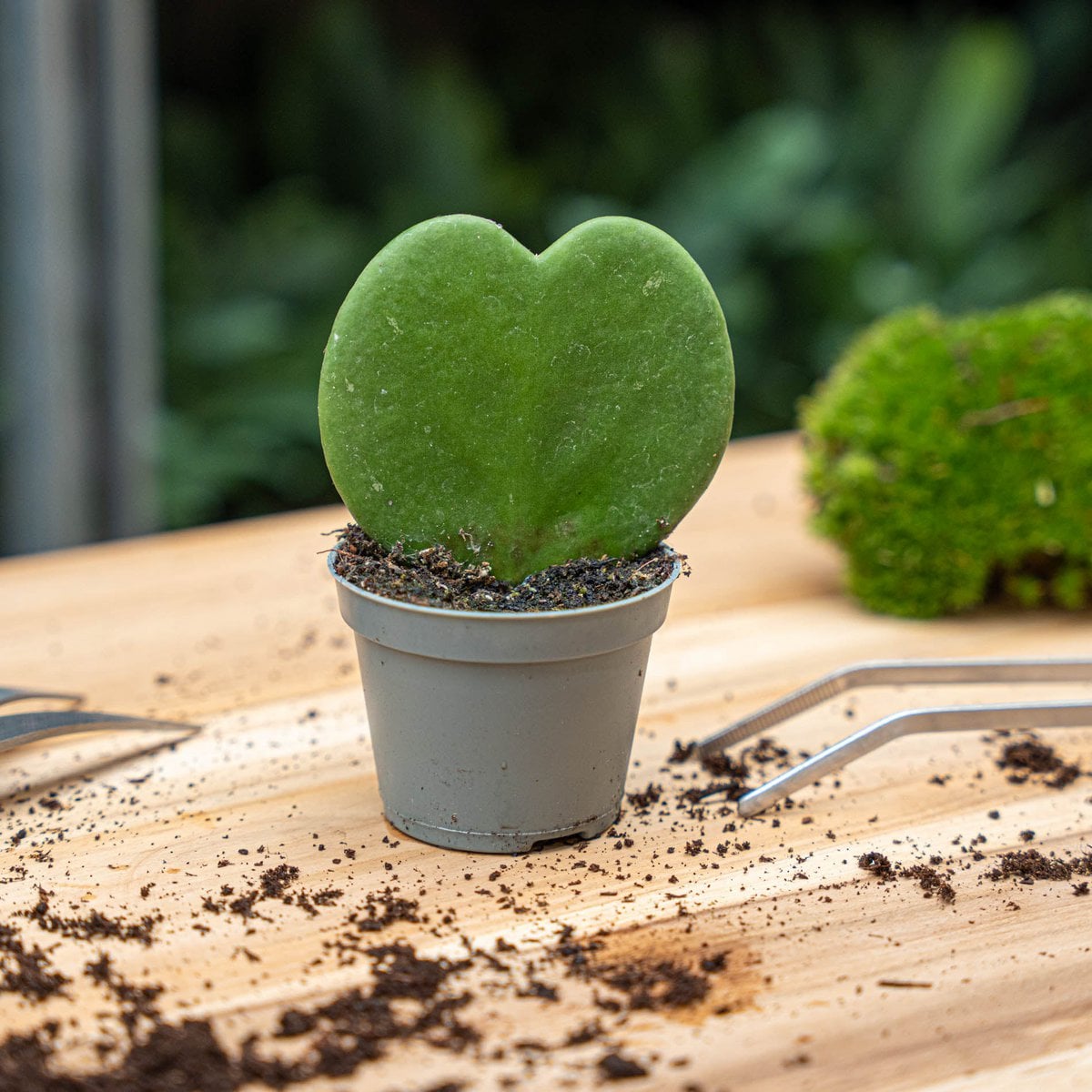 Langsam wachsende Hoya Kerrii als dekorative Zimmerpflanze auf dem Tisch 