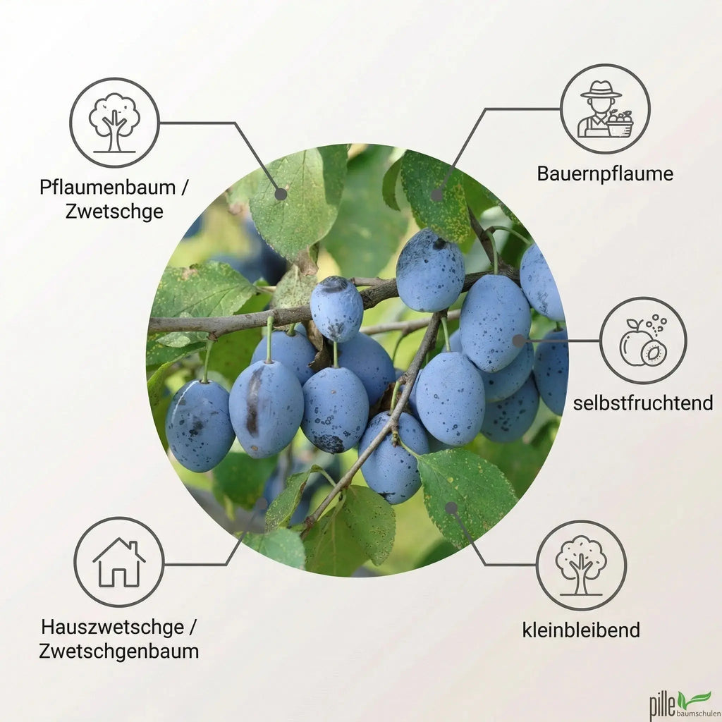 Hauszwetschge – Terrassenobst oder Buschform (robust & ertragreich) Pille Gartenwelt