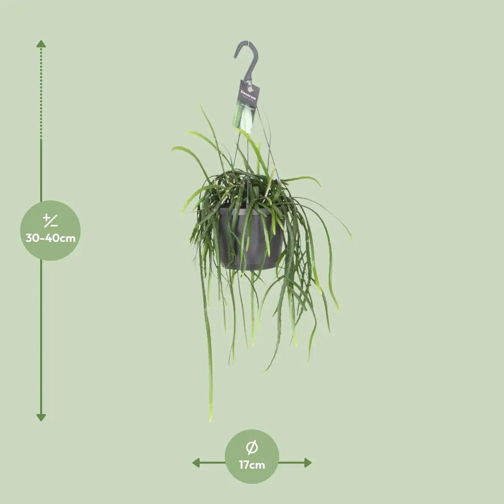 Zimmerkaktus im Ziertopf, Ø 17 cm, Höhe ca. 40 cm – Gesamtansicht