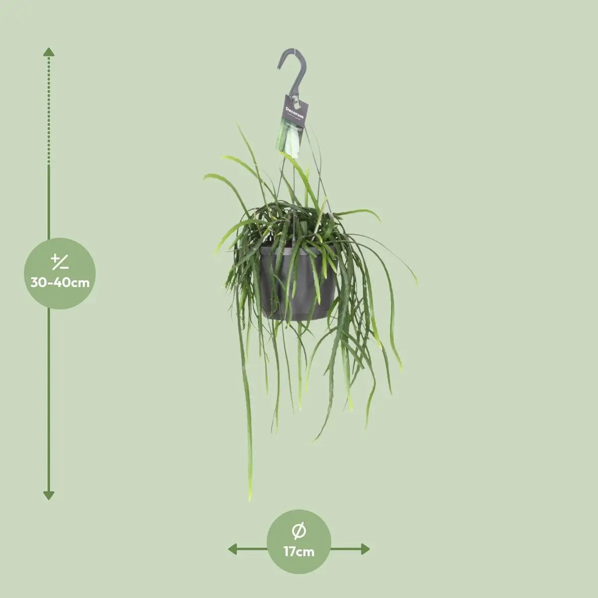 Zimmerkaktus im Ziertopf, Ø 17 cm, Höhe ca. 40 cm – Gesamtansicht