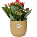 Kalanchoe Don Justino rot im Elho Vibes Fold Übertopf gelb Ø14 cm freigestellt auf weißem Hintergrund