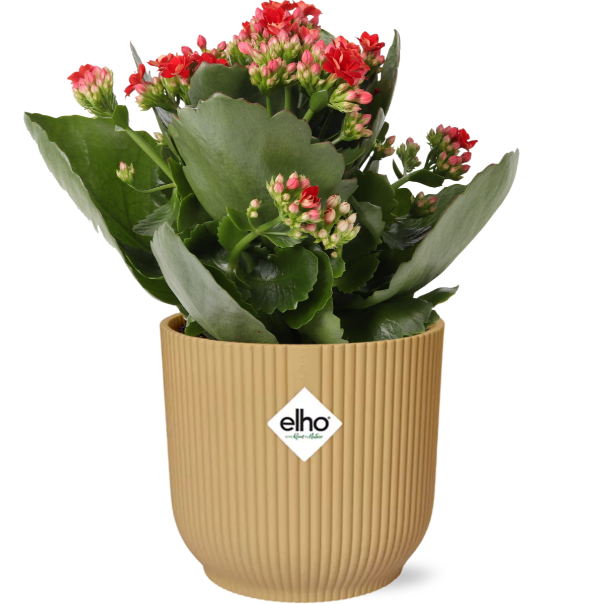 Kalanchoe Don Justino rot im Elho Vibes Fold Übertopf gelb Ø14 cm freigestellt auf weißem Hintergrund